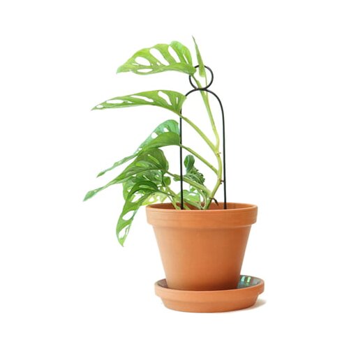 Botanopia Pomoč pri plezanju "Mini Plant Stake" - Pompom Cene