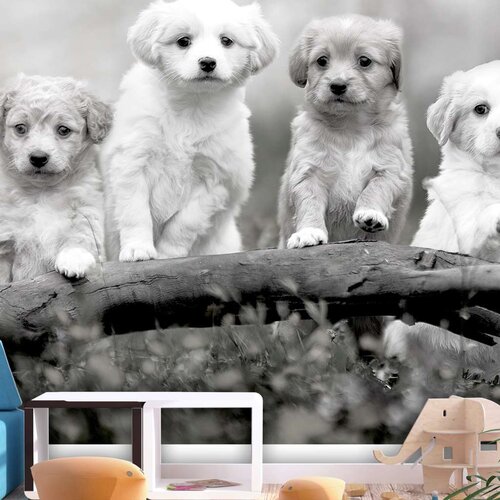  Tapeta - Four Puppies 200x140 Slike