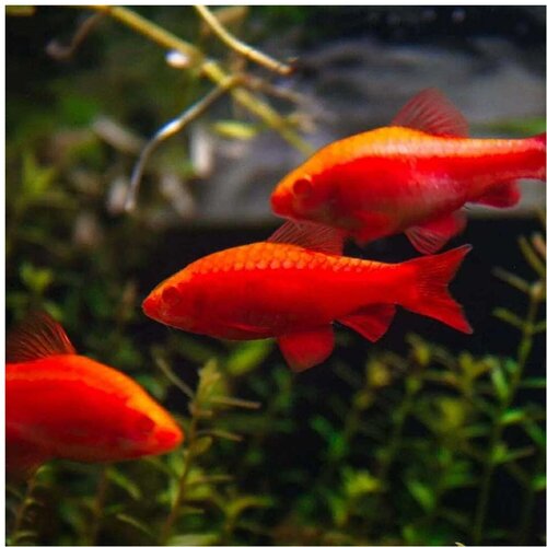 Akvarijum Centar Puntius titteya sp. Albino - Barbus titea albino Cene