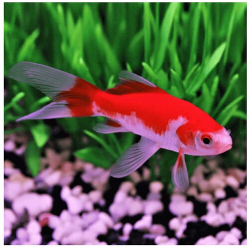 Akvarijum Centar Carassius auratus - Japanka kometa Cene