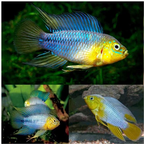 Akvarijum Centar Apistogramma borellii Cene