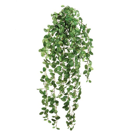 Floraworld Ve&scaron;tački viseći žbun Fitonija Cene