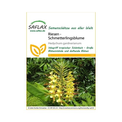 Saflax Ingver Kahili - ingverjeva lilija Cene