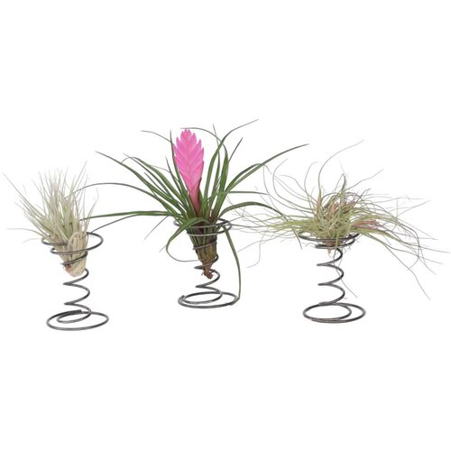 Plant in a Box tilancija 'na spiralo' - 3 kos - tillandsia - višina 5-15cm - ⌀5cm, (21758303) Cene