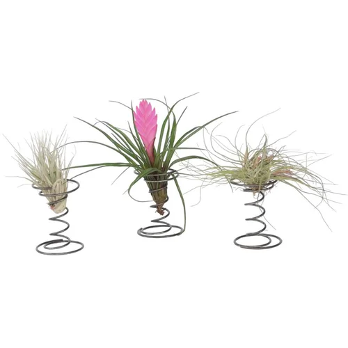 Plant in a Box tilancija 'na spiralo' - 3 kos - tillandsia - višina 5-15cm - ⌀5cm, (21758303)