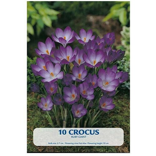  Cvjetne lukovice Crocus Ruby Giant (Botanički opis: Crocus, Ljubičasta) Cijene