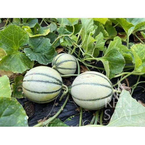 ReinSaat Melona "Selene" - 8 zrn. Cene