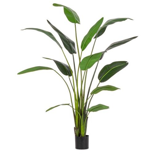  BILJKA STRELICIJA 235CM ZELENA Slike