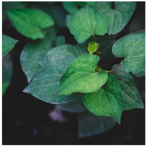 Rainforest Houttuynia cordata Cene