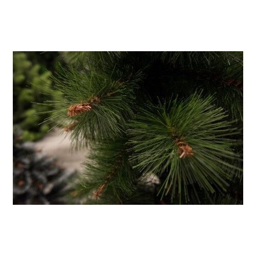  Novogodišnja jelka Bor 350cm Cene