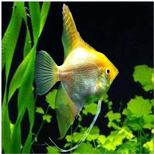 Akvarijum Centar Golden angelfish Cene