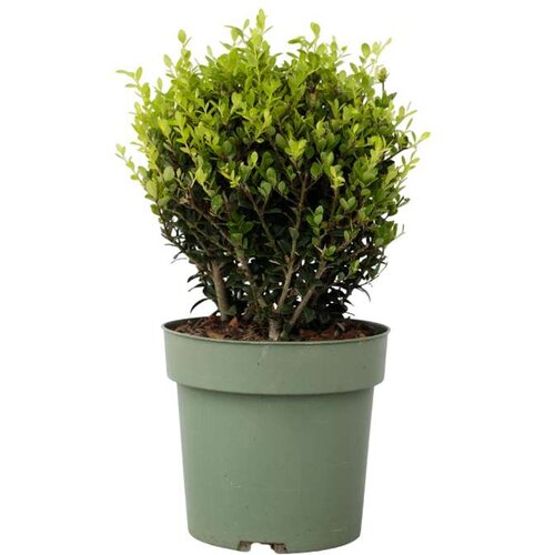 Plant in a Box japonska bodika - ilex crenata 'jenny' - višina 30-40cm - ⌀17cm, (21757374) Cene
