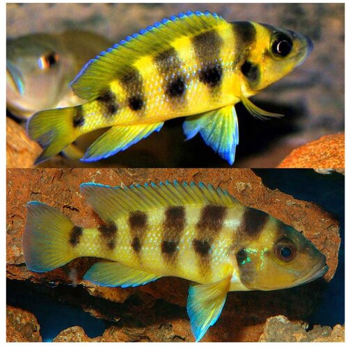 Akvarijum Centar neolamprologus sexfasciatus gold Cene