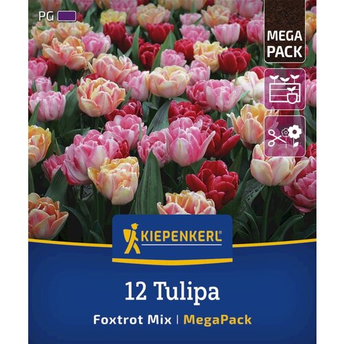 KIEPENKERL Mega pakiranje zgodnjih tulipanov "Foxtrot Mix" - 12 k. Cene