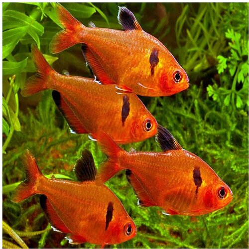 Akvarijum Centar serpae tetra Cene
