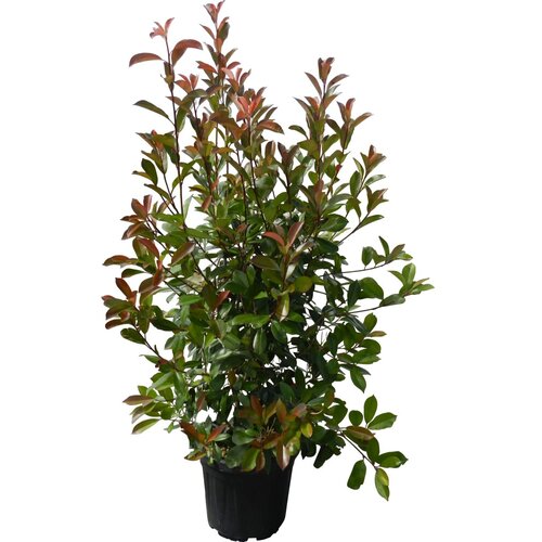 GROW by OBI OBI Fotinija &amp;quot;Red Robin&amp;quot; vi&amp;scaron;ina pribl. 125&amp;ndash;150 cm lonec pribl. 18 l Photinia Slike