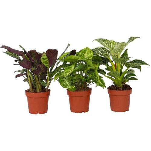Plant in a Box domača mešanica - 3 kos - višina 25-40cm - ⌀12cm, (21757963) Cene