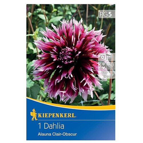 KIEPENKERL Lukovice proljetnog cvijeća Dalija Alauna Clair-Obscur (Dahlia x Hybrida, 1 Kom., Ljubičasta) Cijene