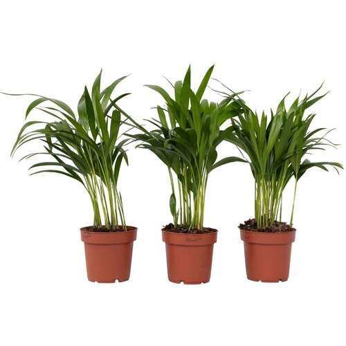Plant in a Box palma areka - 3 kos - dypsis lutescens - višina 30-45cm - ⌀12cm, (21758211) Cene