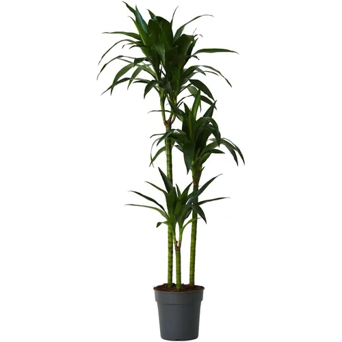 Plant in a Box dracena - dracaena deremensis 'janet craig' - višina 140-150cm - ⌀24cm, (21758027)