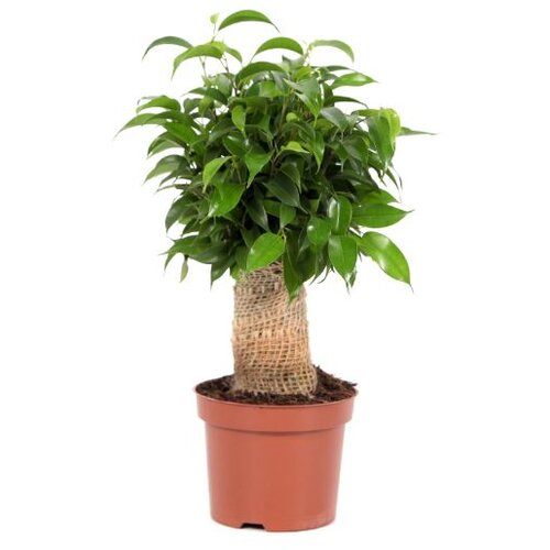 Rasadnik Topalović ficus Benjamina Natasja Juta 12/33 Cene