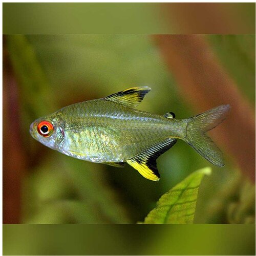 hyphessobrycon pulchripinnis - limun tetra Cene