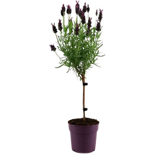 Plant in a Box Lavendin - Lavandula stoechas 'Anouk' - Višina 30-40cm - ⌀12cm, (21823642) Cene