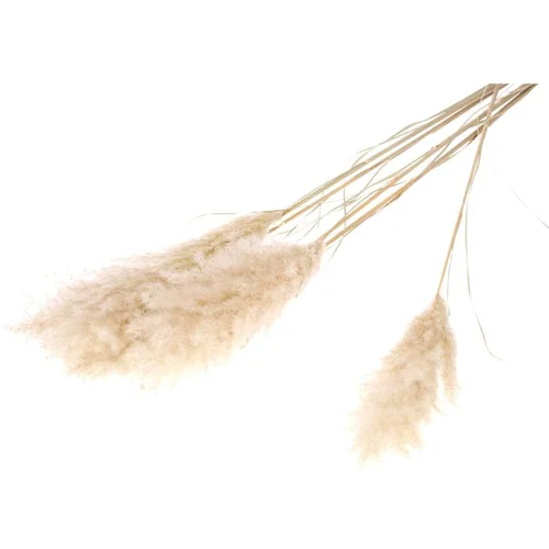 Plant in a Box posušeno cvetje - 5 kos - dryflower 'cortaderia plum' - šopek, (21758364) Plant in a Box posušeno cvetje - 5 kos - dryflower 'cortaderia plum' - šopek, (21758364)