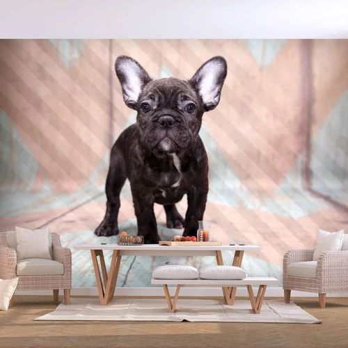  tapeta - French Bulldog 400x280