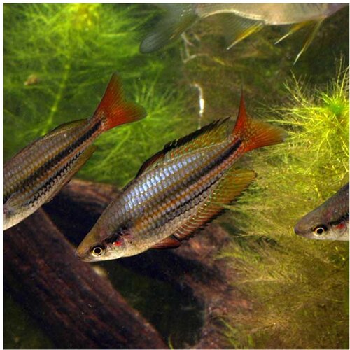 Akvarijum Centar Melanotaenia australis - Australijska duga Cene