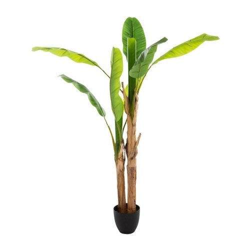 Atmosphera dekorativna biljka banana drvo h160 ( 167300 ) Slike