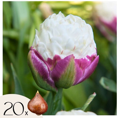 Plant in a Box Tulipani čebulice - 20 kos - Tulipa 'Ice Cream' - Cvetne čebulice - Vijolična, (21755643) Cene