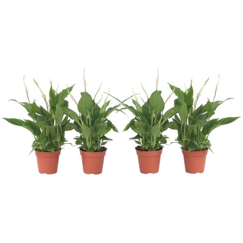 Plant in a Box spatifil - 4 kos - spathiphyllum 'torelli' - višina 30-45cm - ⌀12cm, (21757932) Cene
