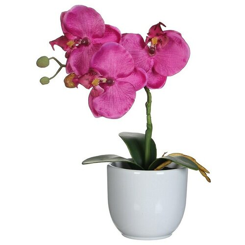  Umetna rastlina Phalaenopsis (Vi&scaron;ina: 26 cm, Vijolična, Plastika) Cene