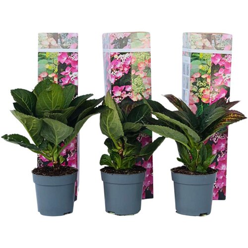 Plant in a Box hortenzija - 6 kos - hydrangea macrophylla teller 'red bull' - V25-40cm - ⌀9cm, (21757784) Cene