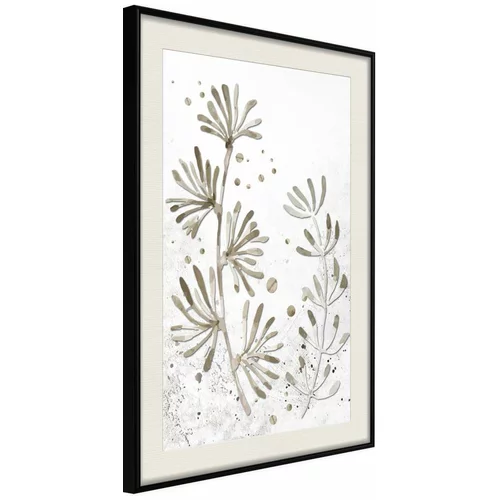  Poster - Dried Plants 20x30