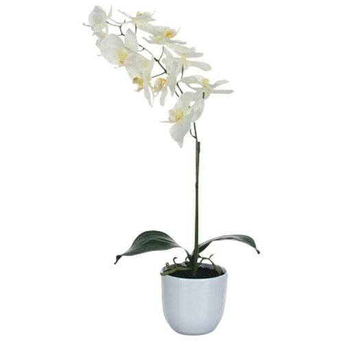  Umetna roža Phalaenopsis (Višina: 60 cm, Bela, Plastika) Cene