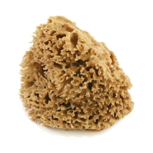 Cose della Natura honeycomb - naravna spužva - majhna, 5-6 g Cene