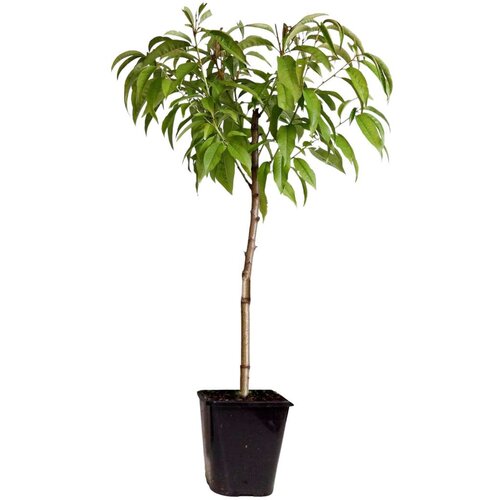 Plant in a Box breskev - prunus persica 'saturne' - višina 60-70cm - ⌀15cm, (21757310) Cene
