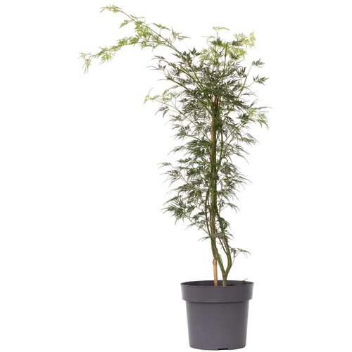 Plant in a Box japonski javor - acer palmatum 'emerald lace' - višina 60-70cm - ⌀19cm, (21757674) Cene