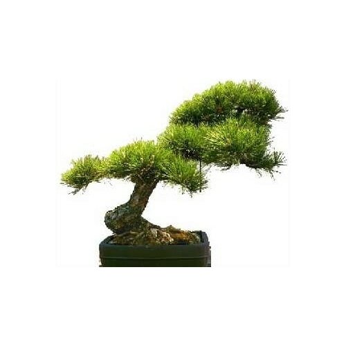 TROPICA Zlati bor Cene