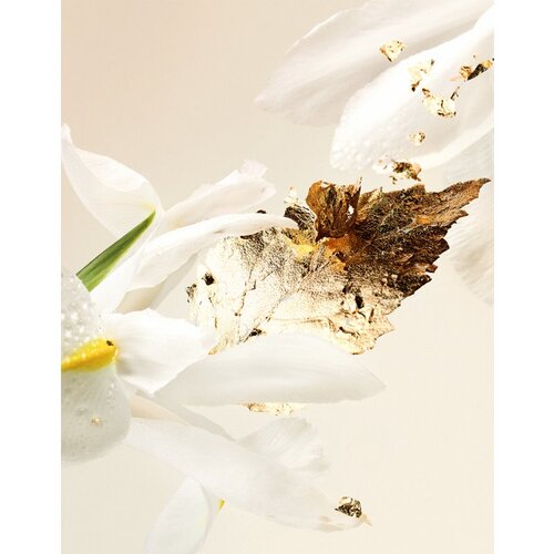 Bvlgari Splendida Patchouli Tentation parfumska voda 50 ml za ženske Cene