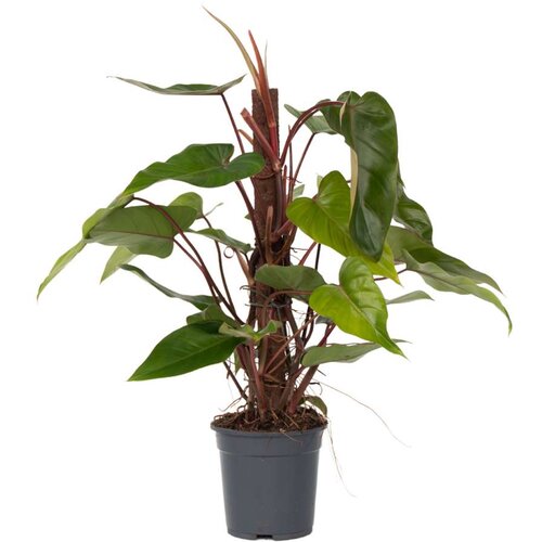 Plant in a Box Filodendron - Philodendron 'Red Emerald' - Višina 70-80cm - ⌀19cm, (21758152) Cene