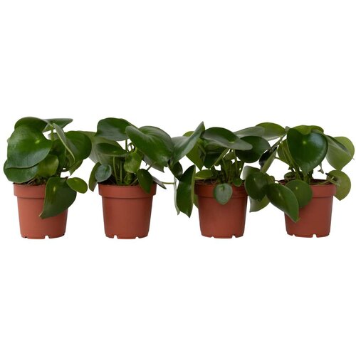 Plant in a Box poprovka - 4 kos - peperomia polybotrya - višina 20-30cm - ⌀12cm, (21758031) Cene