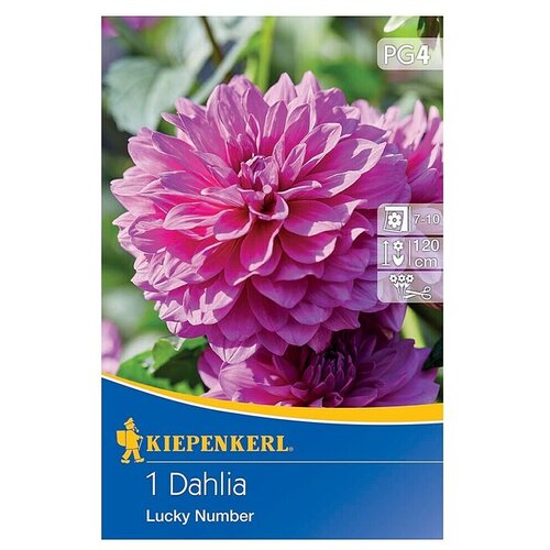 KIEPENKERL Lukovice ljetnog cvijeća Dalija Lucky Number (Dahlia x Hybrida, 1 Kom., Roza) Cijene