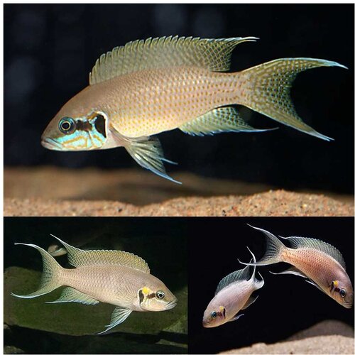 Akvarijum Centar brichardi princess Cene