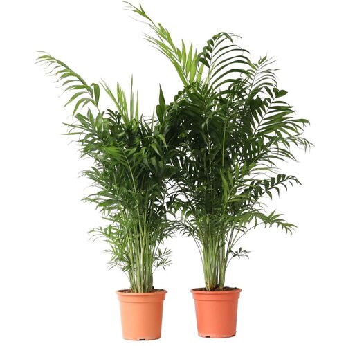 Plant in a Box Gorska palma - 2 kos - Chamaedorea elegans - Višina 80-90cm - ⌀20cm, (21758313) Cene