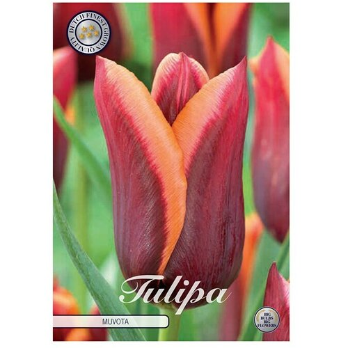  Cvjetne lukovice Tulipan Triumph Muvota (Crvena, Botanički opis: Tulipa) Slike