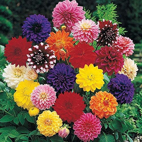 Royal De Ree Lukovica Georgina, dalija - Dahlia Decorative Mix 3/1 Cene