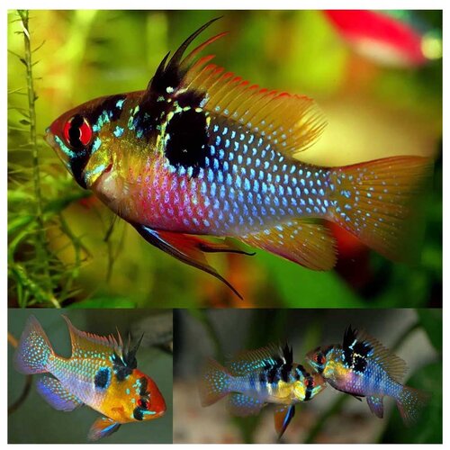  mikrogeophagus ramirezi var. - ramirez german blue Cene